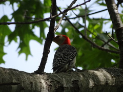 Melanerpes carolinus