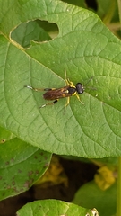 Macrophya postica