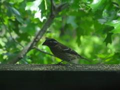 Pheucticus ludovicianus