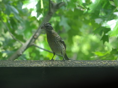 Pheucticus ludovicianus