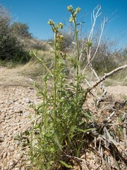 Cryptantha barbigera