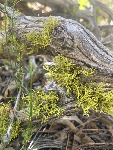 iNaturalist observation photo of wolf lichen