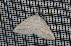 Perconia strigillaria