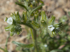 Cryptantha barbigera