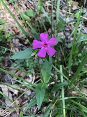 Phlox ovata