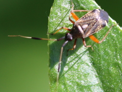 Closterotomus biclavatus