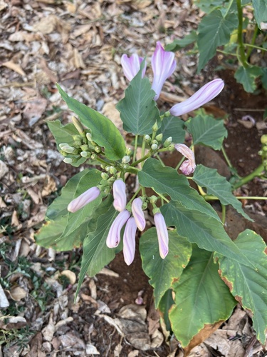 Ipomoea carnea observed 2024-07-27