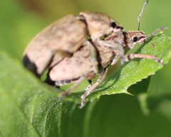Tanymecus palliatus