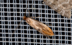 Tinea semifulvella