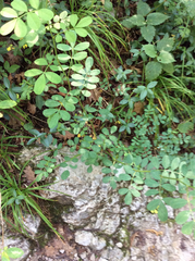 Hippocrepis emerus