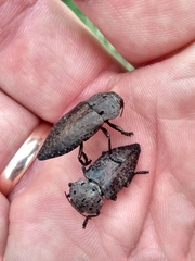 Capnodis tenebricosa
