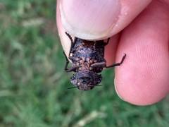 Capnodis tenebricosa