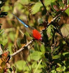 Aethopyga gouldiae