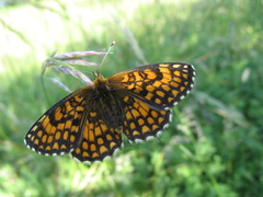 Melitaea athalia