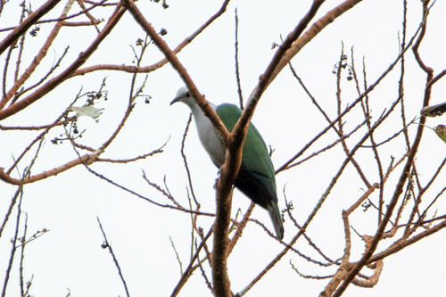 Grey-headed Imperial Pigeon (Ducula radiata), photo 2