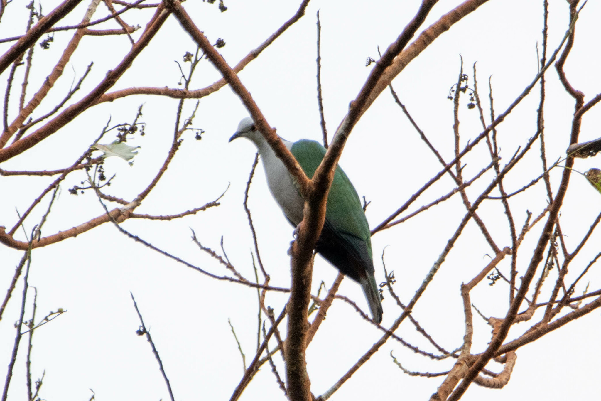 Grey-headed Imperial Pigeon (Ducula radiata), photo 1