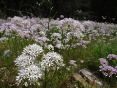 Allium canadense lavandulare