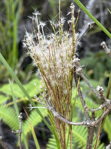 Schizachyrium microstachyum observed 2024-07-27