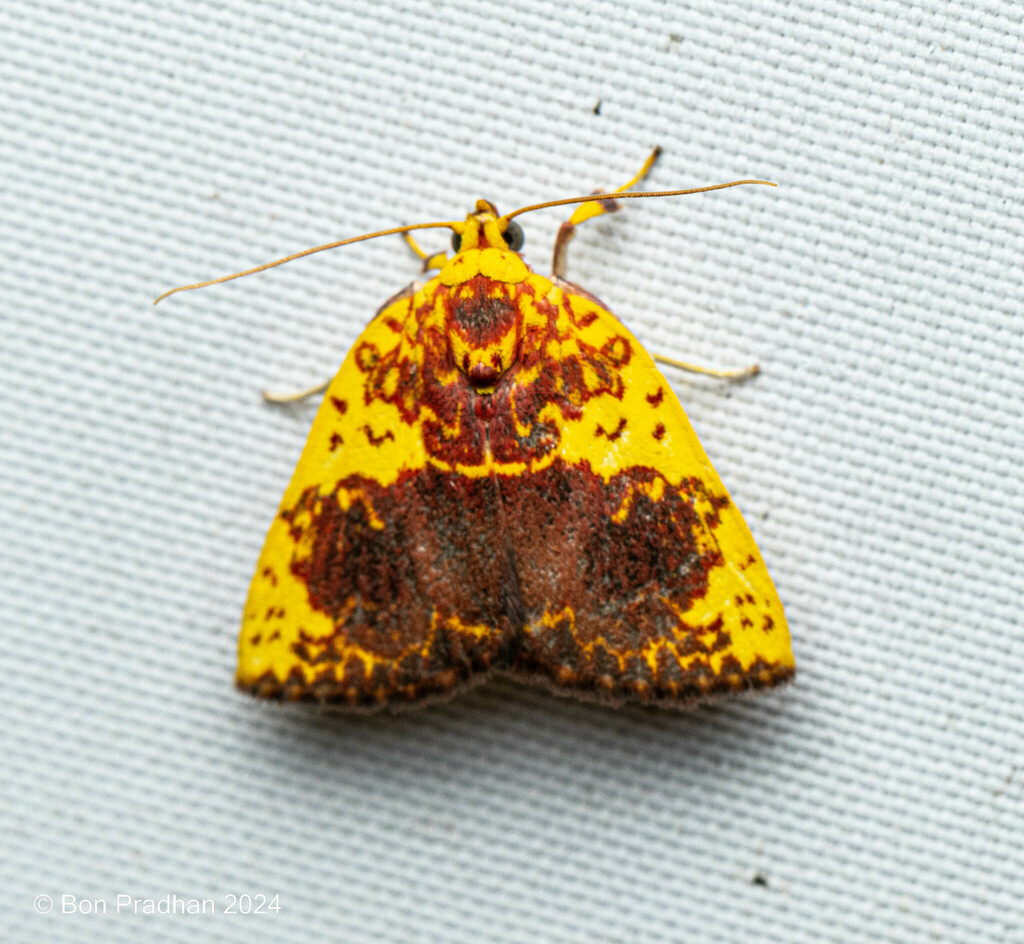 Siglophora haemoxantha