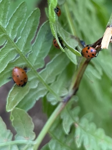 iNaturalist observation photo of Convergent Lady Beetle