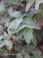 Salvia officinalis