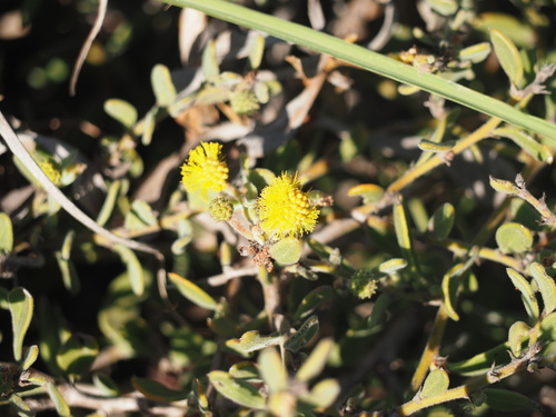 Image of Acacia gregorii by (c) Hugo Innes, some rights reserved (CC BY)