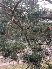 Pinus sylvestris