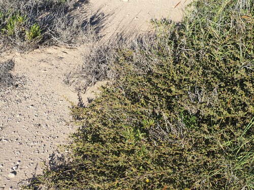 Image of Acacia gregorii by (c) Hugo Innes, some rights reserved (CC BY)