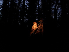 Strix occidentalis occidentalis