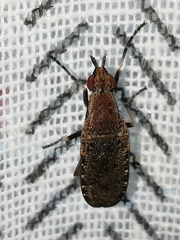 Euthycera cribrata