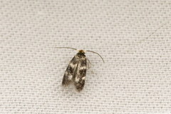 Etainia sericopeza