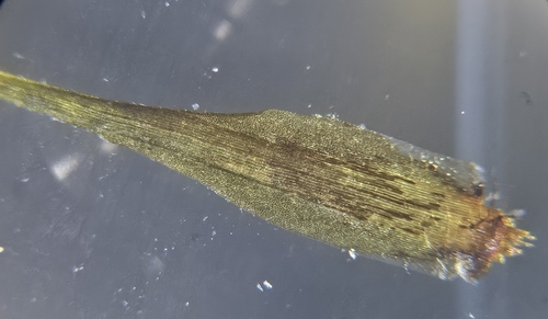 Image of Campylopus atrovirens by (c) Helen Waterman, some rights reserved (CC BY)
