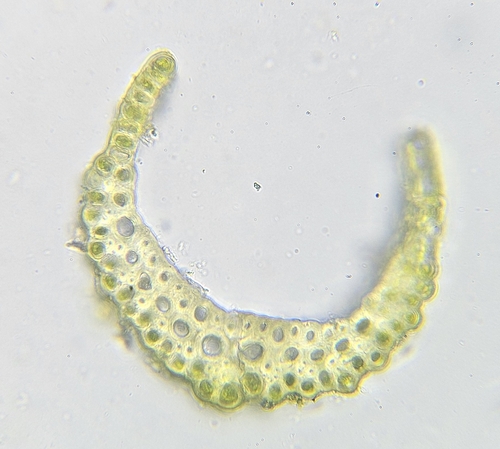 Image of Campylopus atrovirens by (c) Helen Waterman, some rights reserved (CC BY)