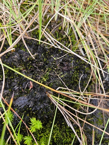 Image of Campylopus atrovirens by (c) Helen Waterman, some rights reserved (CC BY)