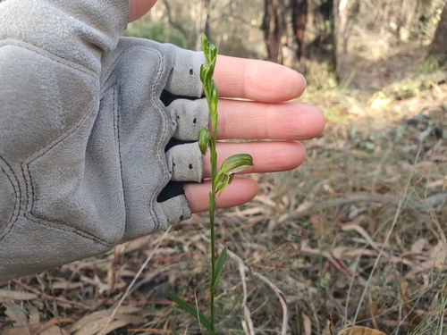 Image of Pterostylis melagramma by (c) Lek Khauv, some rights reserved (CC BY)