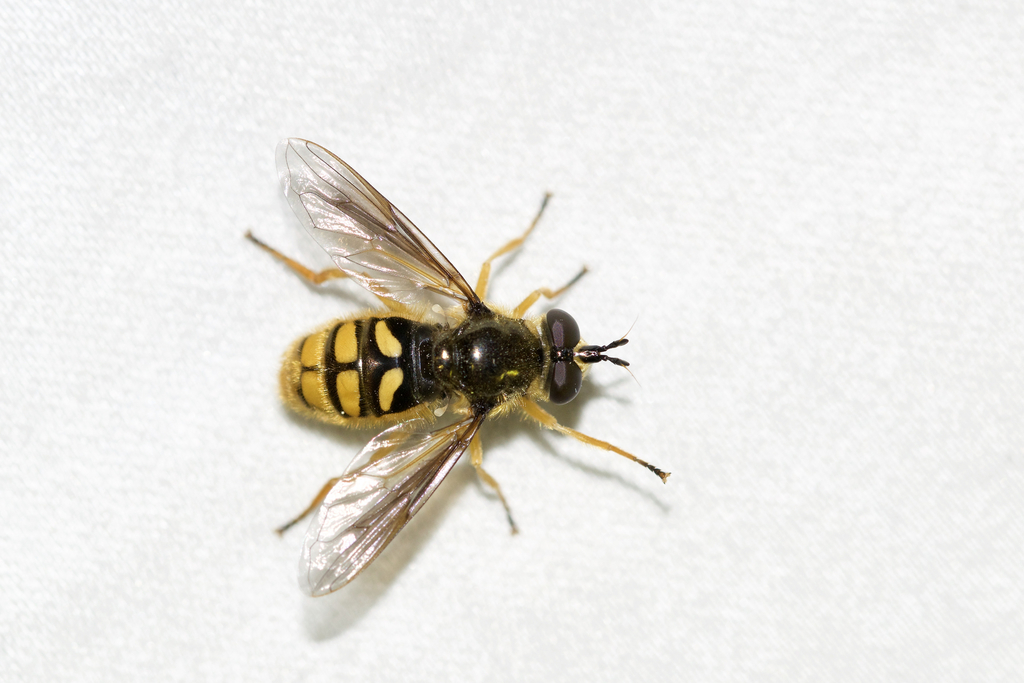Spotted Wood Fly