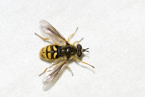 Spotted Wood Fly