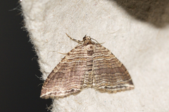 Anticlea multiferata