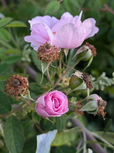 iNaturalist observation photo of California Wild Rose