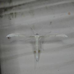 Hellinsia homodactylus