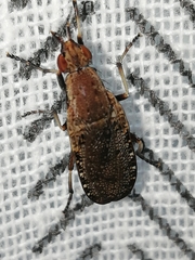 Euthycera cribrata