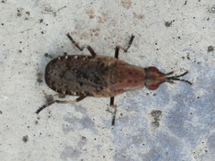 Euthycera cribrata