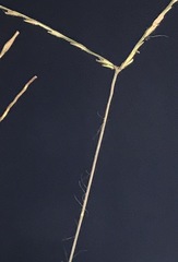 Digitaria horizontalis