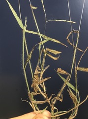 Digitaria horizontalis