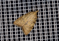 Aleimma loeflingiana