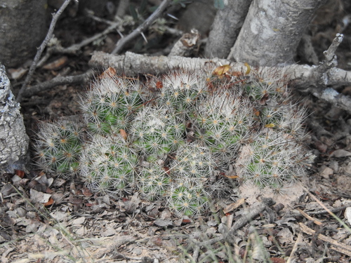 Image of Escobaria emskoetteriana by (c) Joseph Aubert, some rights reserved (CC BY)
