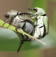Hoplia parvula
