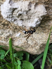 Ancistrocerus waldenii