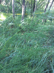 Asparagus tenuifolius