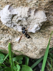 Ancistrocerus waldenii